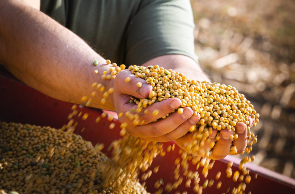 US Soybeans