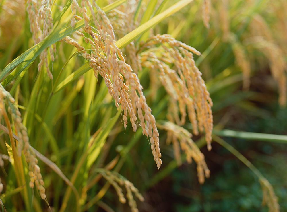 Dojima Rice Average®(Japanese Rice Futures Price Index)